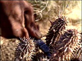 Weight loss. Hoodia gordonii, a natural appetite suppressant.