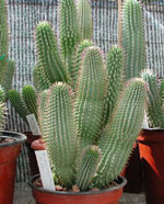 Hoodia. Hoodia gordonii, a natural appetite suppressant.